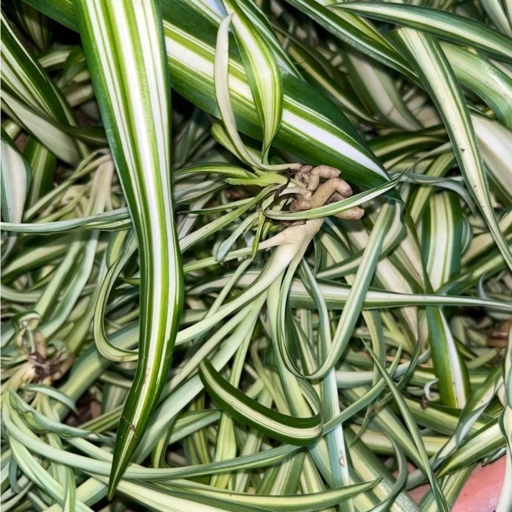 Variegated Spider Plant - Green and Cream Home Accent